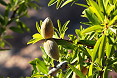 Mandorle su albero di mandorlo